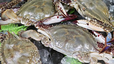 🦀 겨울 제철 맞은 국산냉동절단꽃게 득템 후기! 엄선된 꿀팁 대방출
